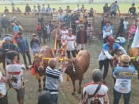 Suasana gelaran Kerapan Sapi Piala Bupati Bangkalan. (Foto : Sarifah Latowa).